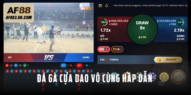 Đá gà cựa dao nhìn chung vô cùng hấp dẫn