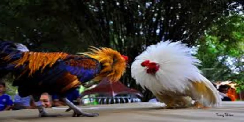 Phân tích lối đá đặc trưng của gà thái Phân tích lối đá đặc trưng của gà thái