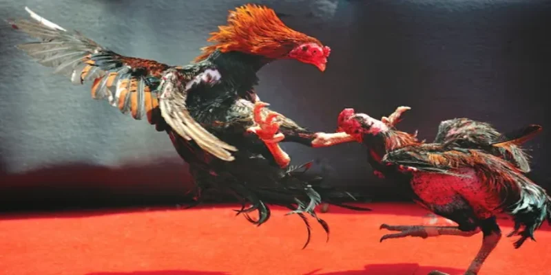 Xu hướng đá gà Thái năm 2025 Xu hướng đá gà Thái năm 2025